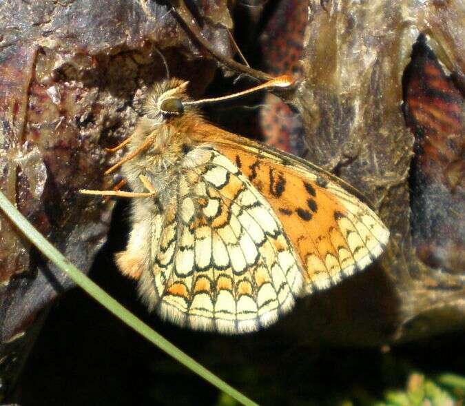 Plancia ëd Melitaea parthenoides