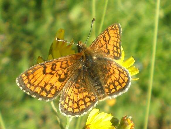 Plancia ëd Melitaea parthenoides