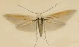 Image of Coleophora caespititiella Zeller 1839