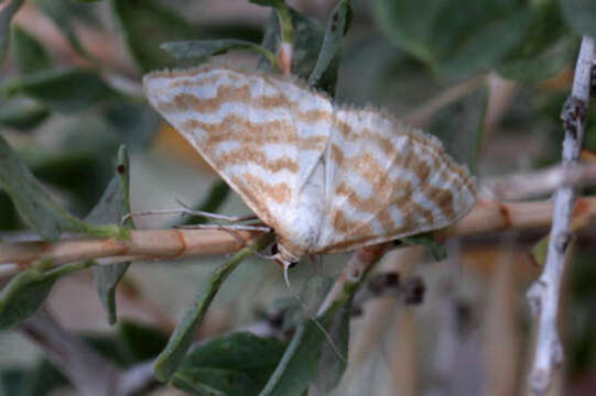 Image of Idaea sericeata