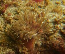 Image of wormy anemone