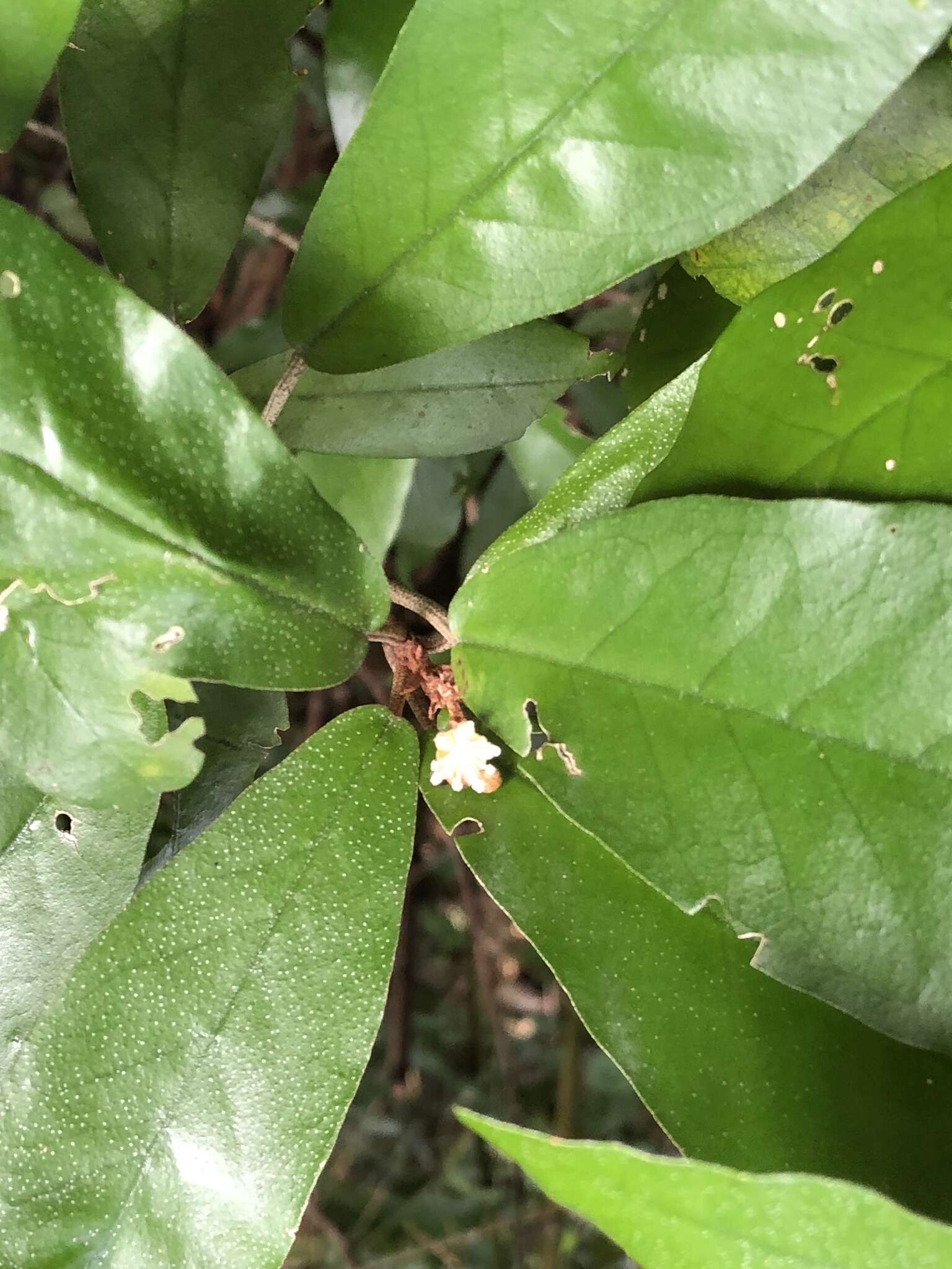 Imagem de Croton cascarilloides Raeusch.