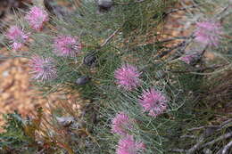 Image of Isopogon divergens R. Br.