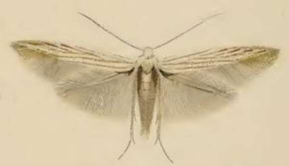 Imagem de Coleophora obscenella Herrich-Schäffer 1855