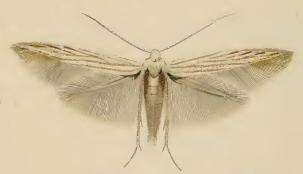 Image of Coleophora obscenella Herrich-Schäffer 1855