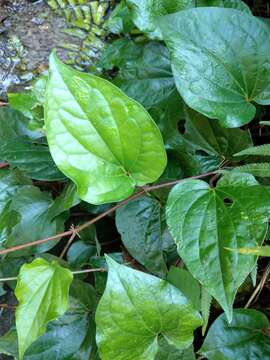 Image of Betel pepper