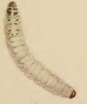 Image of Coleophora obscenella Herrich-Schäffer 1855