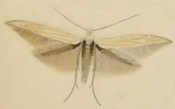 Image of <i>Coleophora silenella</i> Herrich-Schäffer 1855
