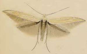 Image of Coleophora silenella Herrich-Schäffer 1855