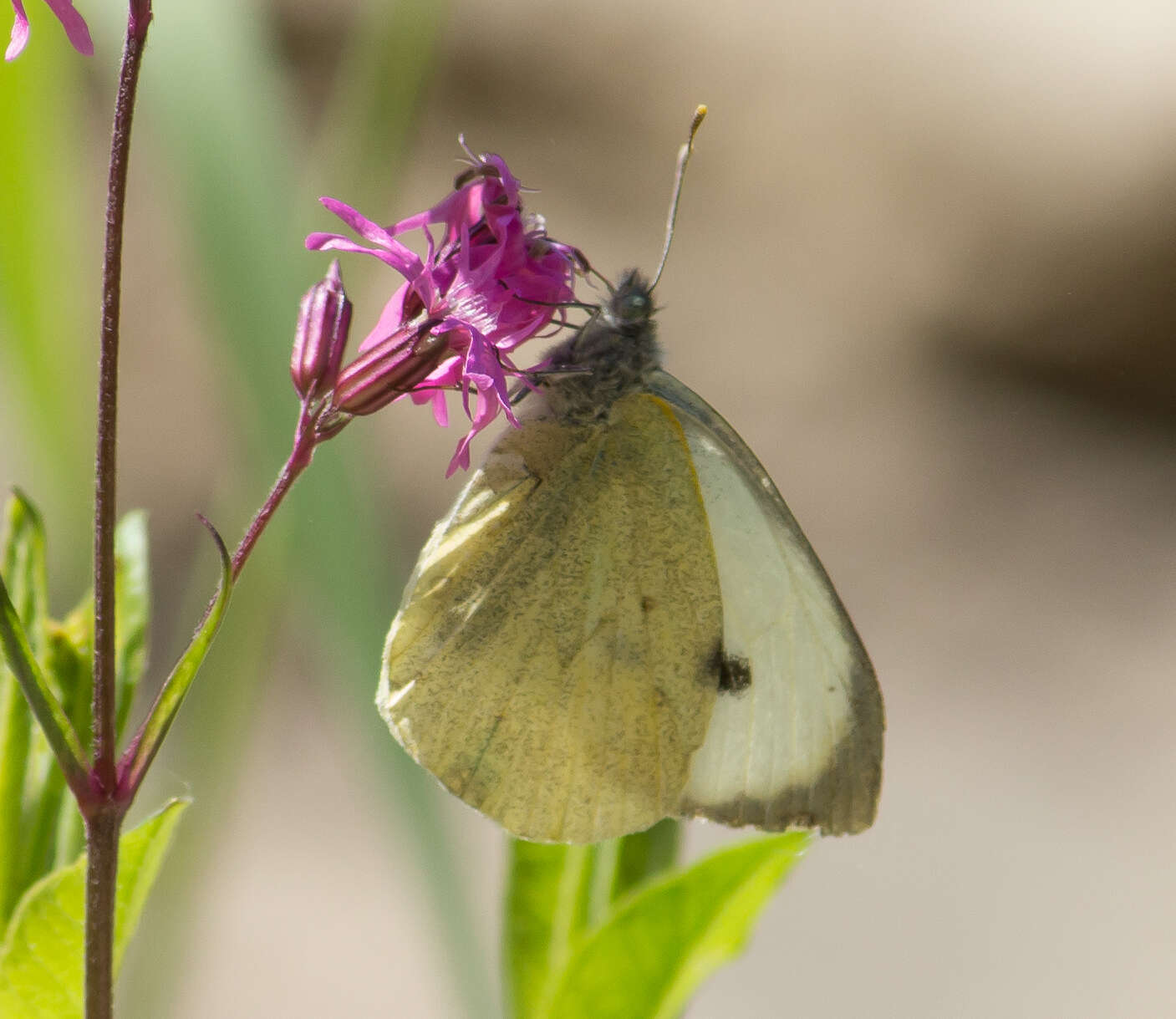 Image of cabbage butterfly