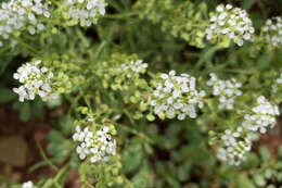 Image de Lepidium alyssoides A. Gray