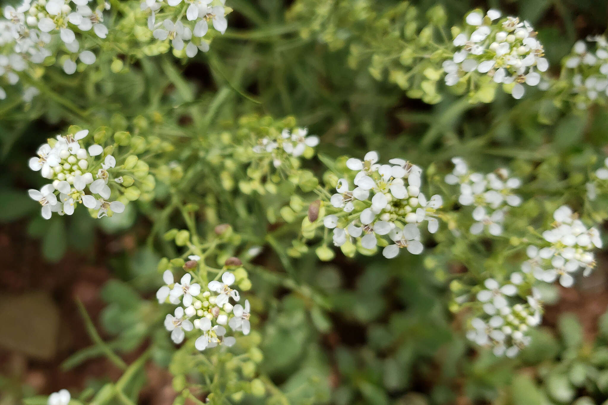 Sivun Lepidium alyssoides A. Gray kuva