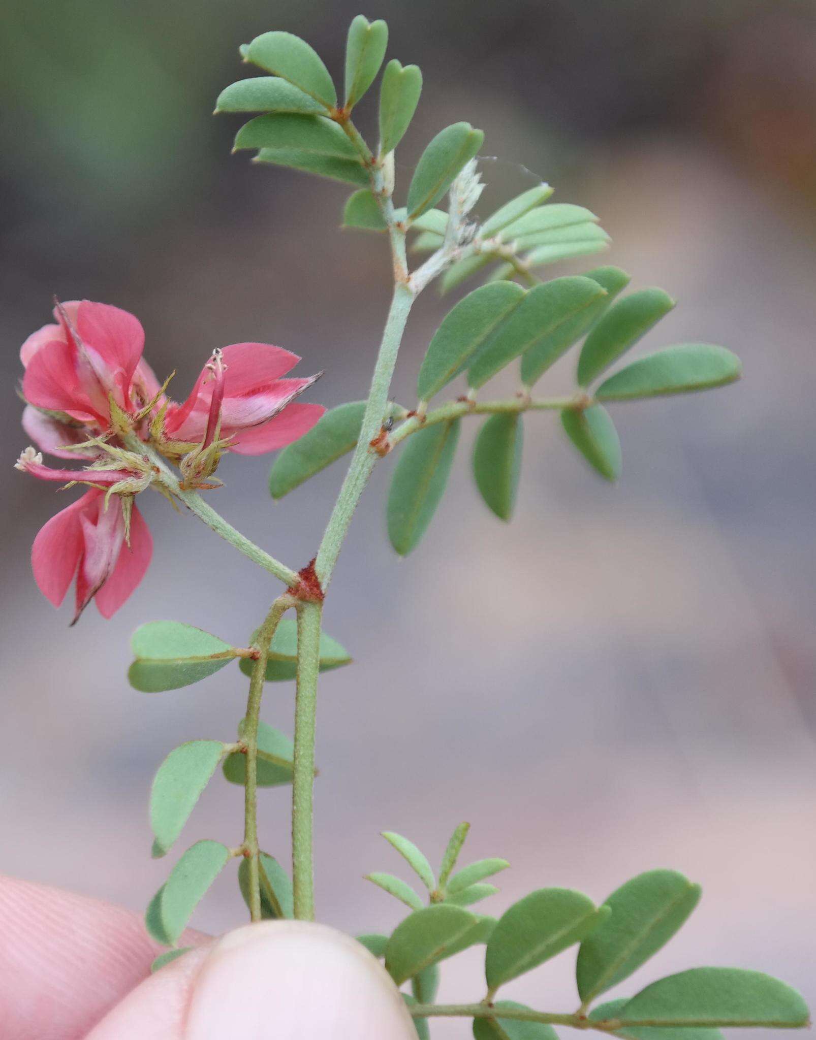 Indigofera reducta N. E. Br.的圖片