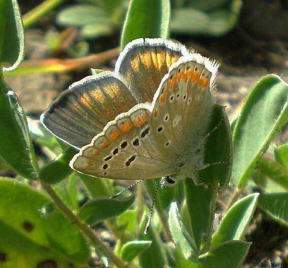 Image of Polyommatus dorylas