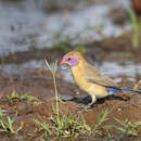 Image of Violet-eared Waxbill