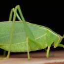 Image of Australian Common Garden Katydid