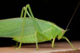 Image of Caedicia simplex (Walker & F. 1869)