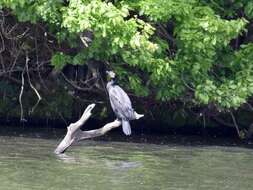 Imagem de Phalacrocorax carbo (Linnaeus 1758)