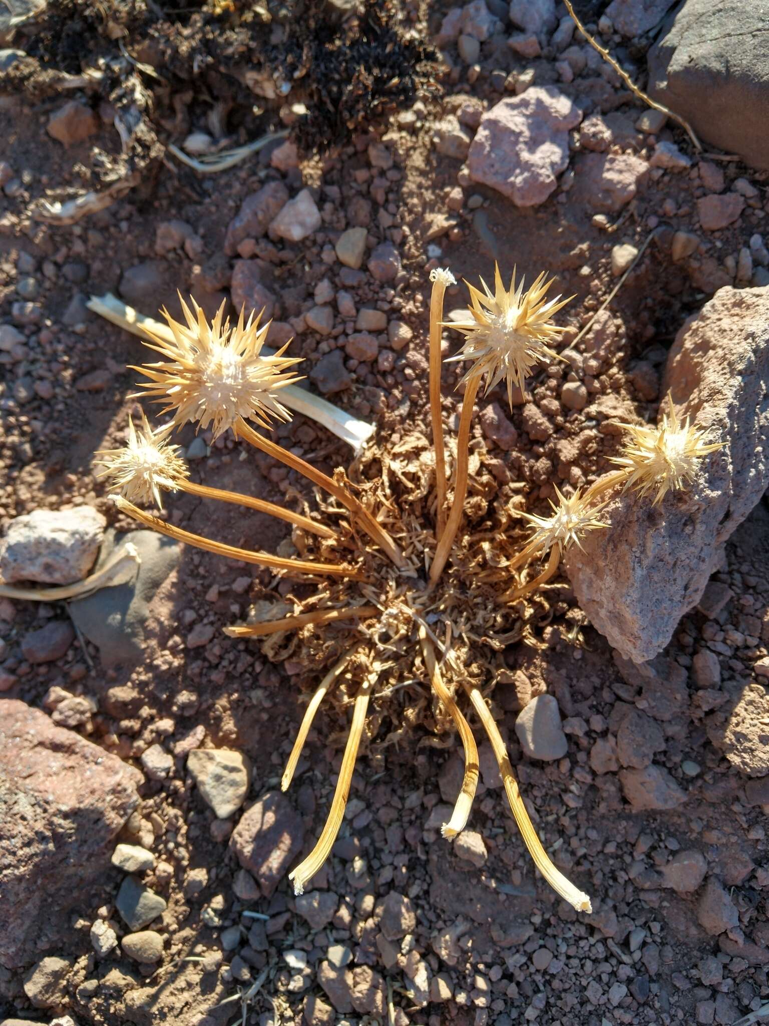 Image of Calycera herbacea Cav.