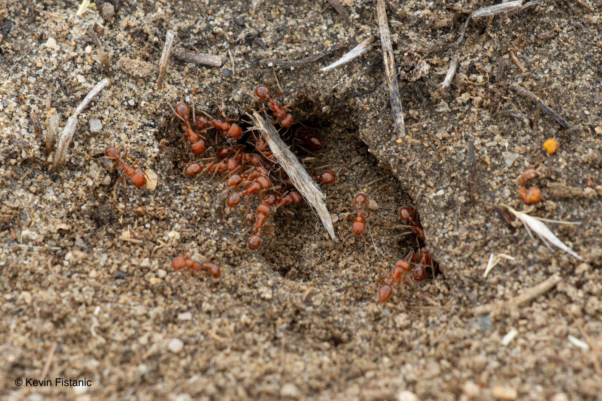 Image of Pogonomyrmex brevispinosus Cole 1968