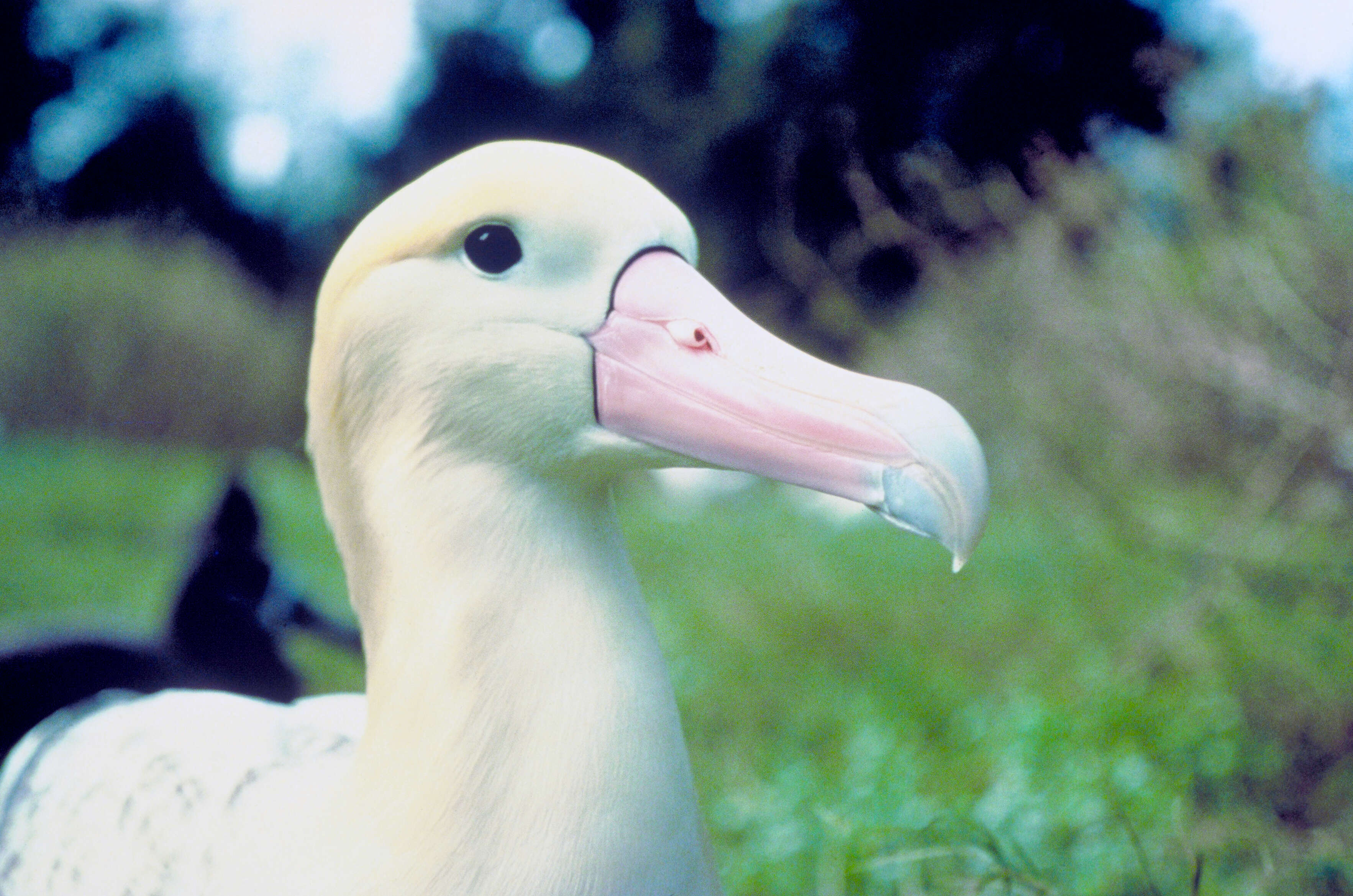 Image of Short-tailed Albatross