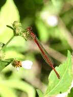 Image of Duckweed Firetail