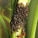 Image of Aphid