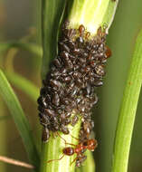 Image of Aphid