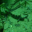 Image of Crested Weedfish