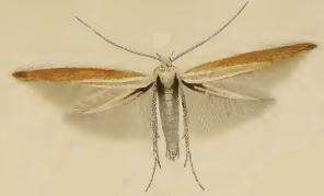 Image of Coleophora discordella Zeller