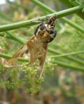 صورة Thyene imperialis (Rossi 1846)