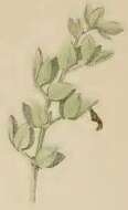 Image of Common Bird's-foot-trefoil