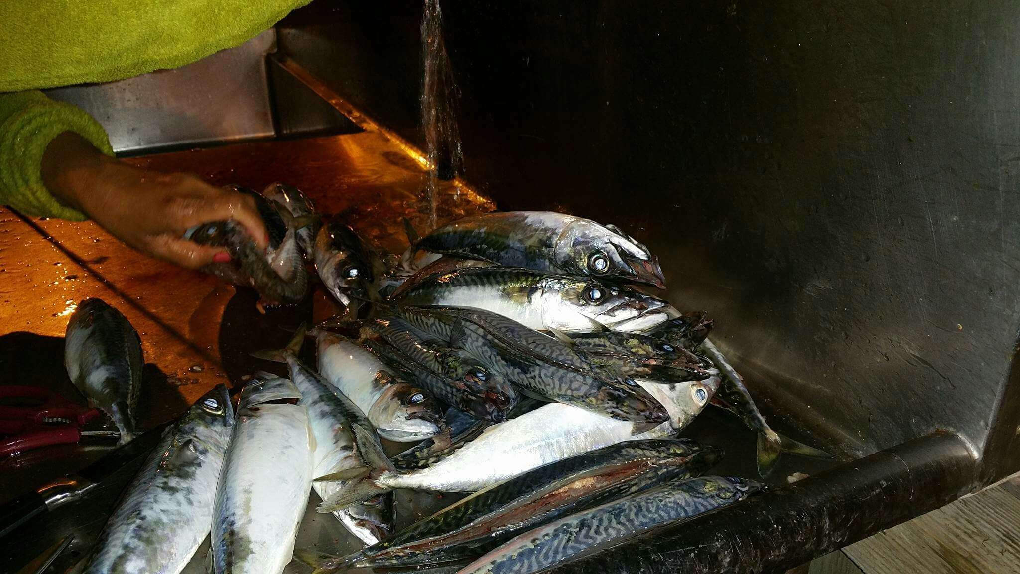 Image of Pacific Chub Mackerel