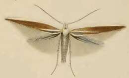 Image of Coleophora genistae Stainton 1858