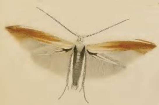 Image of Coleophora colutella Fabricius 1794