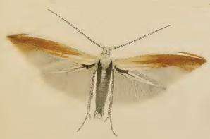 Imagem de Coleophora colutella Fabricius 1794