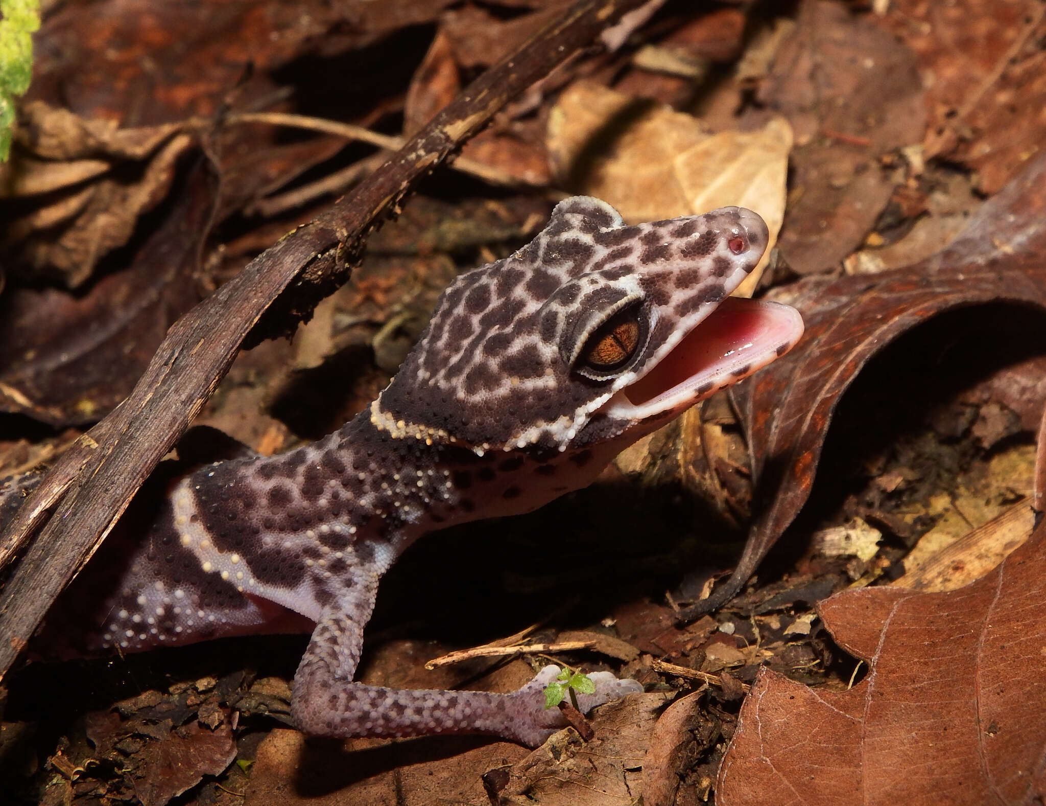 Image of Chinese Cave Gecko