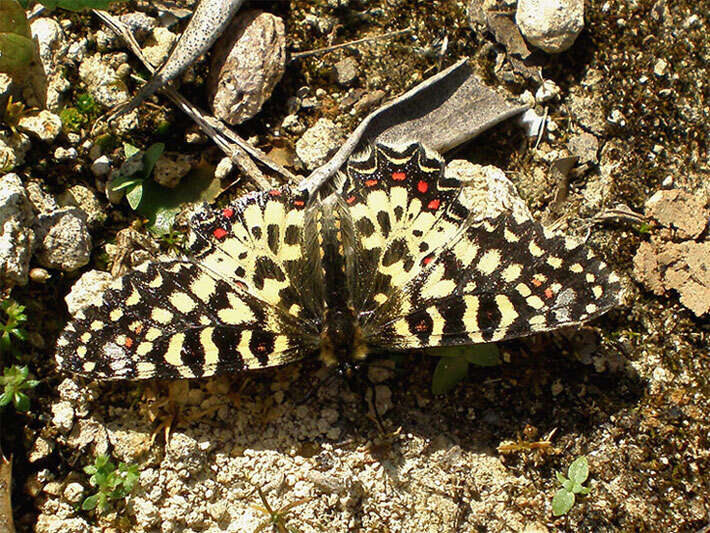 Image of Zerynthia rumina (Linnaeus 1758)