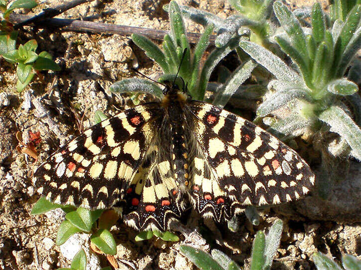 Image of Zerynthia rumina (Linnaeus 1758)