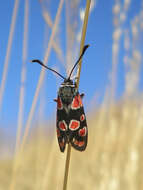 Image of Zygaena carniolica Scopoli 1763