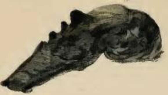 Image of Scarce Wood Case-bearer