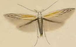 Image of Coleophora currucipennella Zeller 1839