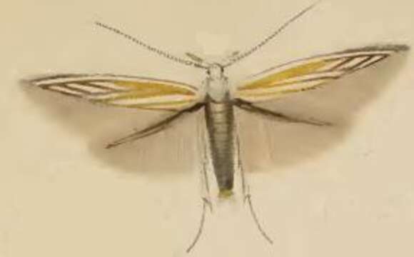 Image of Coleophora currucipennella Zeller 1839