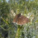 Image de Erynnis tristis Boisduval 1852