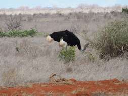 Image of Somali Ostrich