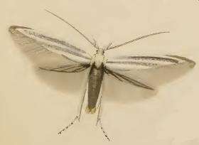 Image of Coleophora anatipennella Hübner 1796