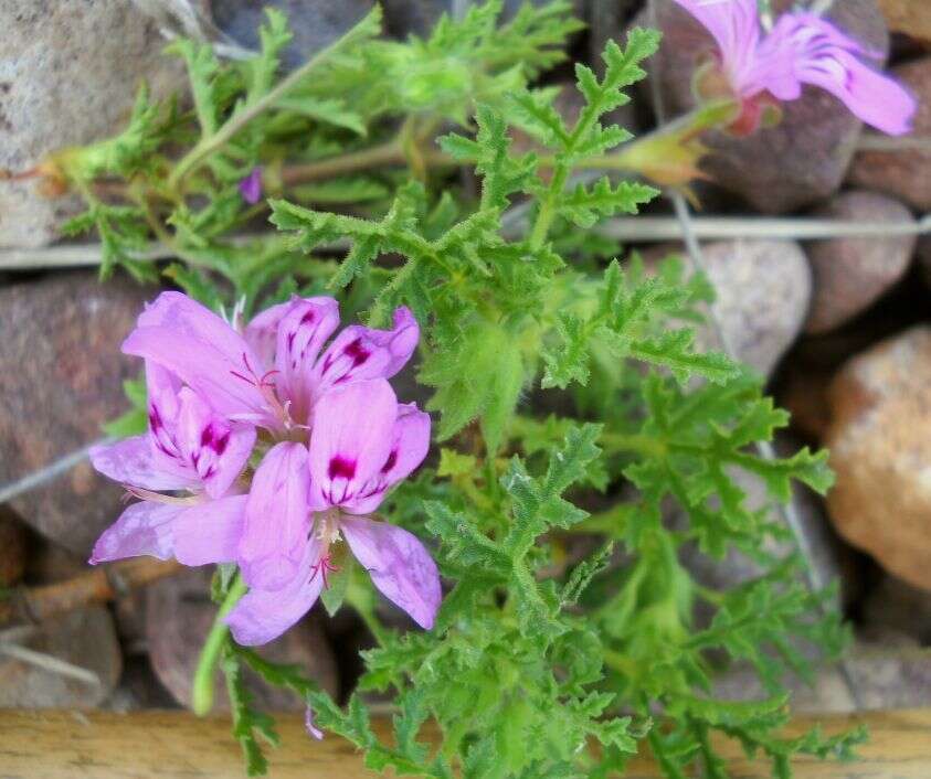 Image of Pelargonium denticulatum Jacq.