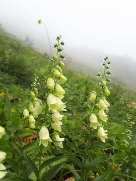 Imagem de Digitalis ciliata Trautv.