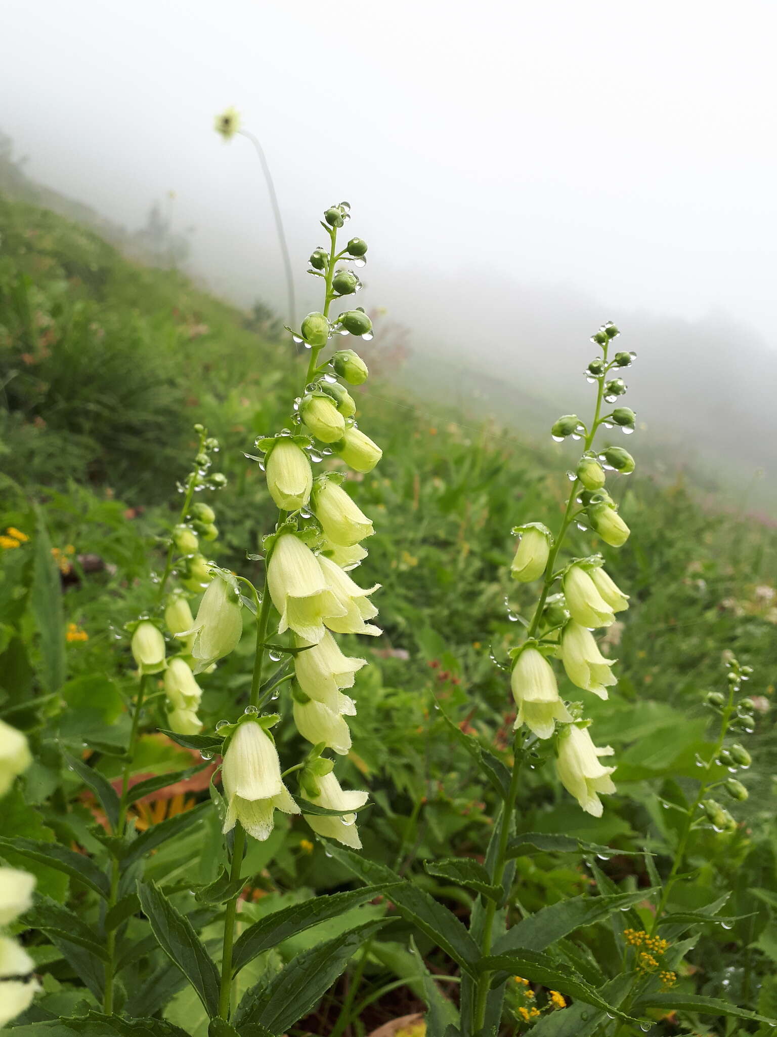 Imagem de Digitalis ciliata Trautv.