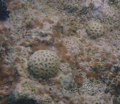 Image of Golfball Coral